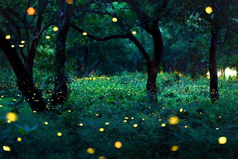 Where the Fireflies Dance: A Nocturnal Journey into the Realm of Dreams